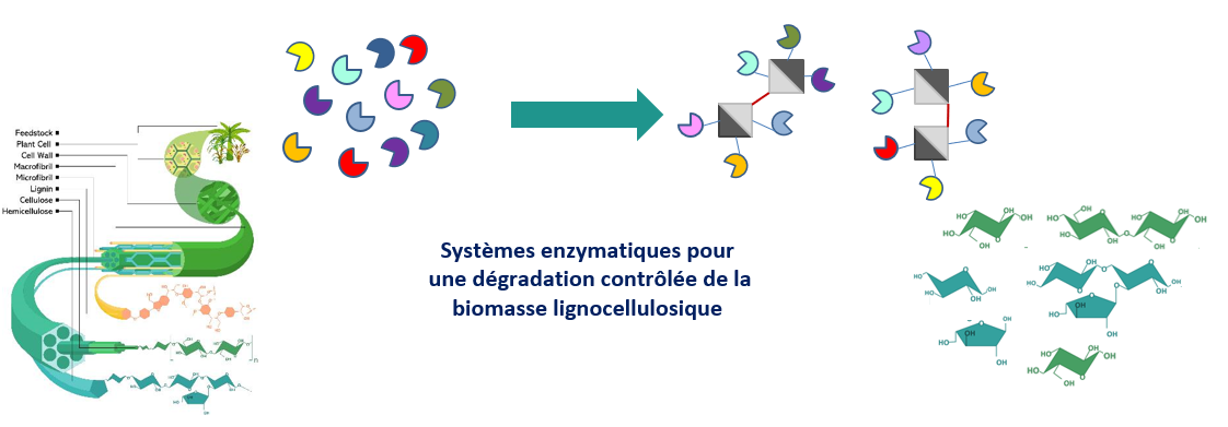 Nanomachines - Systèmes enzymatiques complet