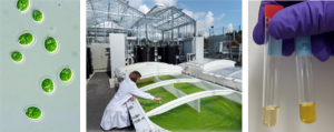 Algadvance - Micro-algues et piscines